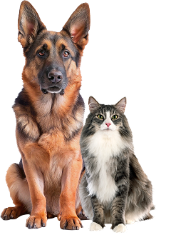 Dog and cat